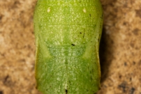 Le Tircis. Une chrysalide trouve au sol (Lpidoptre - Nymphalidae - Pararge aegeria)